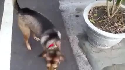 куче иска да се вози с мотор