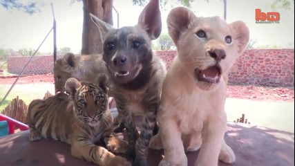Бебета Лъвчета, Тигър и Хиена са приятели