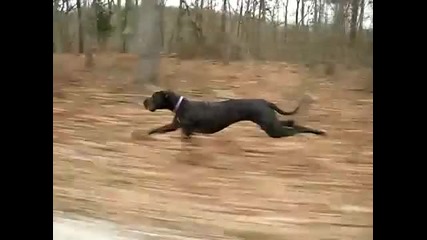 Куче бяга с 30 mph / 50 км. в час