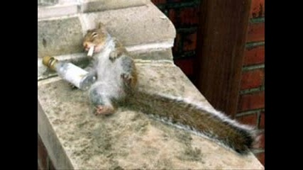 Смешни И Сладки Животни 2