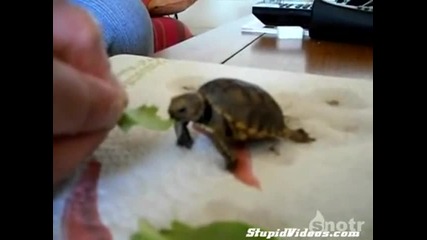 Малка костенурка се храни смешно