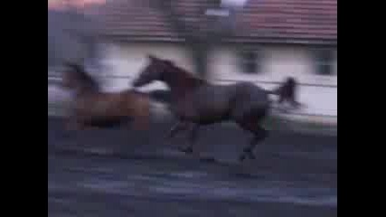 05.XII.2005 - Сена и Диамантина в падока