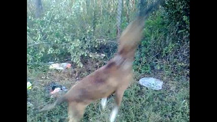pitbull volga