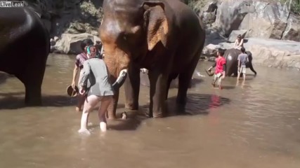 Момиче се радва на слон, но никой не очакваше че може да се случи това