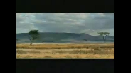 Сляпа антилопа, гладни лъвове - смях