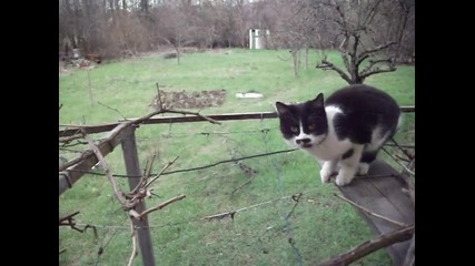 Коте
