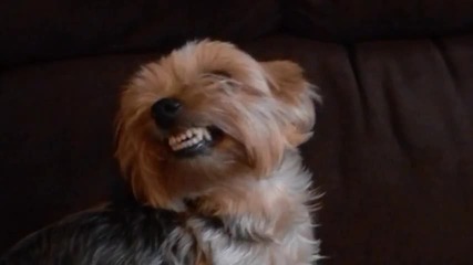 Кучета Се Усмихват - Много Смях !