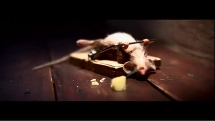 Мишката - анабол хахахах