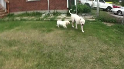 Cane Corso Of Troy - Disturbia 