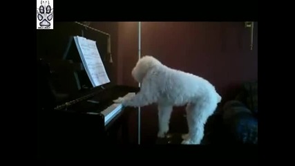Куче свири и пее на пиано