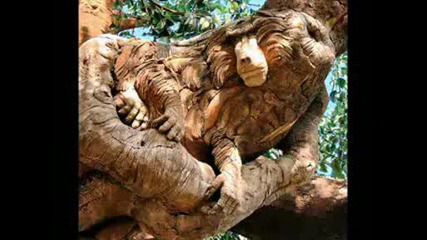 Amazing Nature Photos.avi