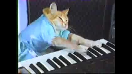 Котка Свири на Пиано 