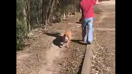 Голдън Ретривър се Прави на мъртъв ! 