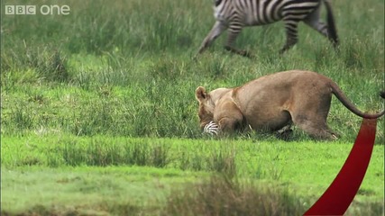 [ H D ] Lioness Hunts Zebra