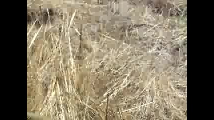 Вдлъбнаточел смок