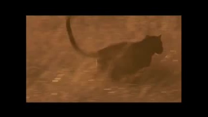 Kevin Richardson (white Lion - Home is a Journey) .m4v