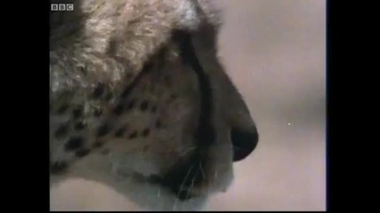 Cheetah Problems - Five Big Cats and a Camera - Bbc 