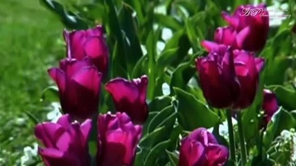 Serenade to Spring - Secret Garden - Youtube
