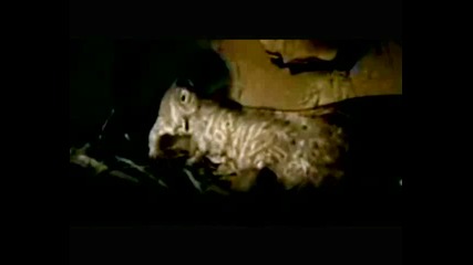 Trom 3 - Knowledge - Evolution of Everything