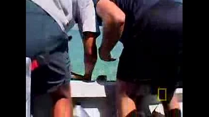 Tiger sharks vs. turtles / Тигрови акули vs. Костенурки !! 