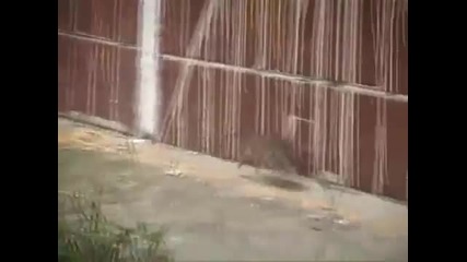 Мишка боксьор атакува котки