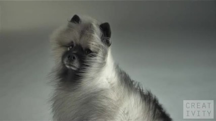 Pedigree Catch on Vimeo