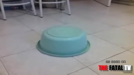 Костенурка Се Опитва Да Избяга 