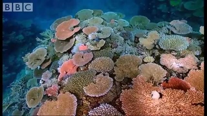 Coral reef fish danger - Blue Planet - Bbc Environment 