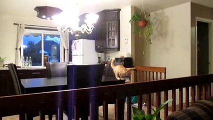 Забавна котка не успя да скочи