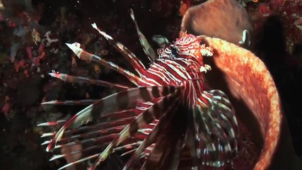 Ocean life : Coral Reef