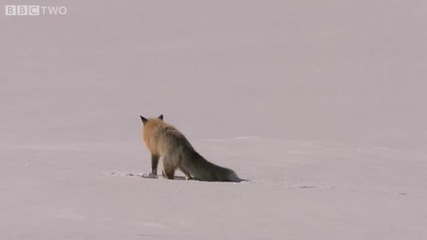Снежна лисица "се гмурка" в снега