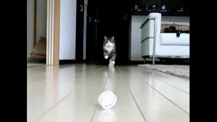 Коте На Забавен Кадър