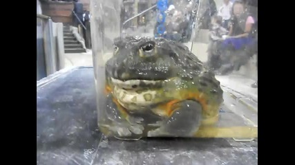 Biggest Frog i've Ever Seen ;p