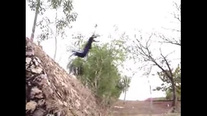 Le Parkour And Freestyle