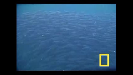 Farting Fish