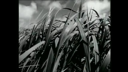 Black - Wonderful Life