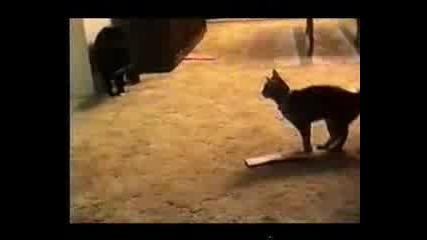 Смешна Говореща Котка 