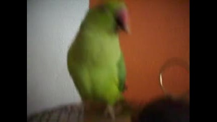 Али - моят папагал малък Александър 