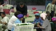 Мисия възможна: Фермери отглеждат зеленчуци в пустинята Гоби (ВИДЕО)