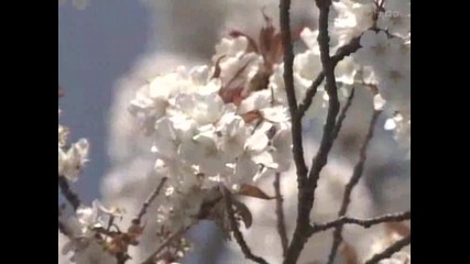 Begin Japanology - Cherry Blossoms 