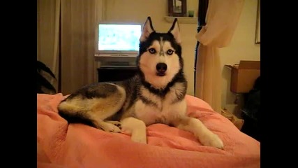 Husky Dog Talking - _ I love you _