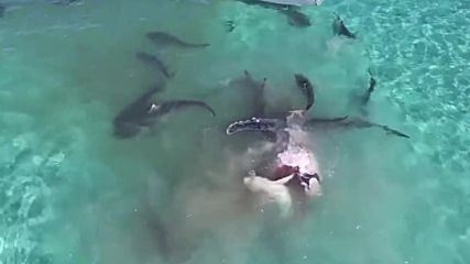 70 акули си спретнаха кърваво пиршество покрай лодките на ужасени туристи