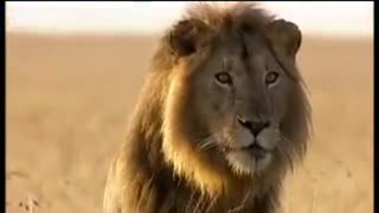 Bbc Lion Out of Africa Why are all the lions disappearing 