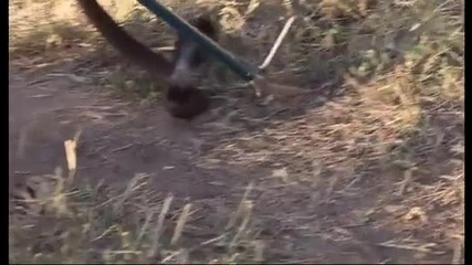Spitting cobra snake - Deadly 60 - Bbc 