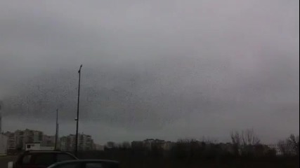 Торнадо от птици