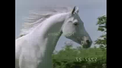 Horses - Wild horses 