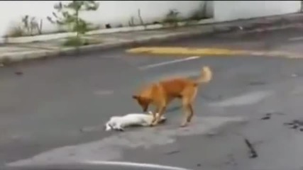 Куче се опитва да издърпа своя приятел от улицата