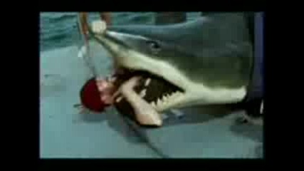 Funny Shark