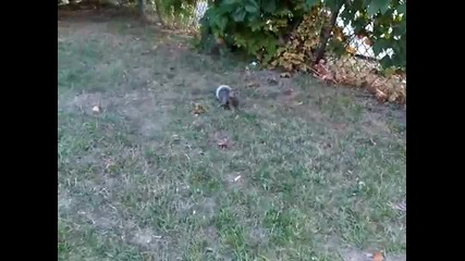 baby squirrel pays me a visit