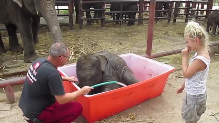 Слонче се наслаждава на душ